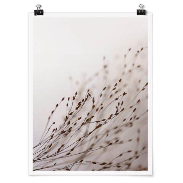 Posters Soft Grasses In Slipstream