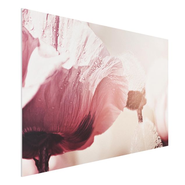 Forex schilderijen Pale Pink Poppy Flower With Water Drops