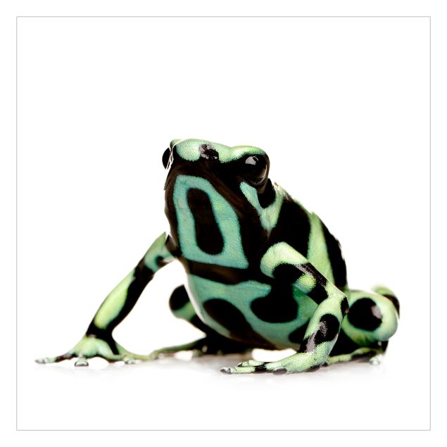 Fotobehang Zebra Frog